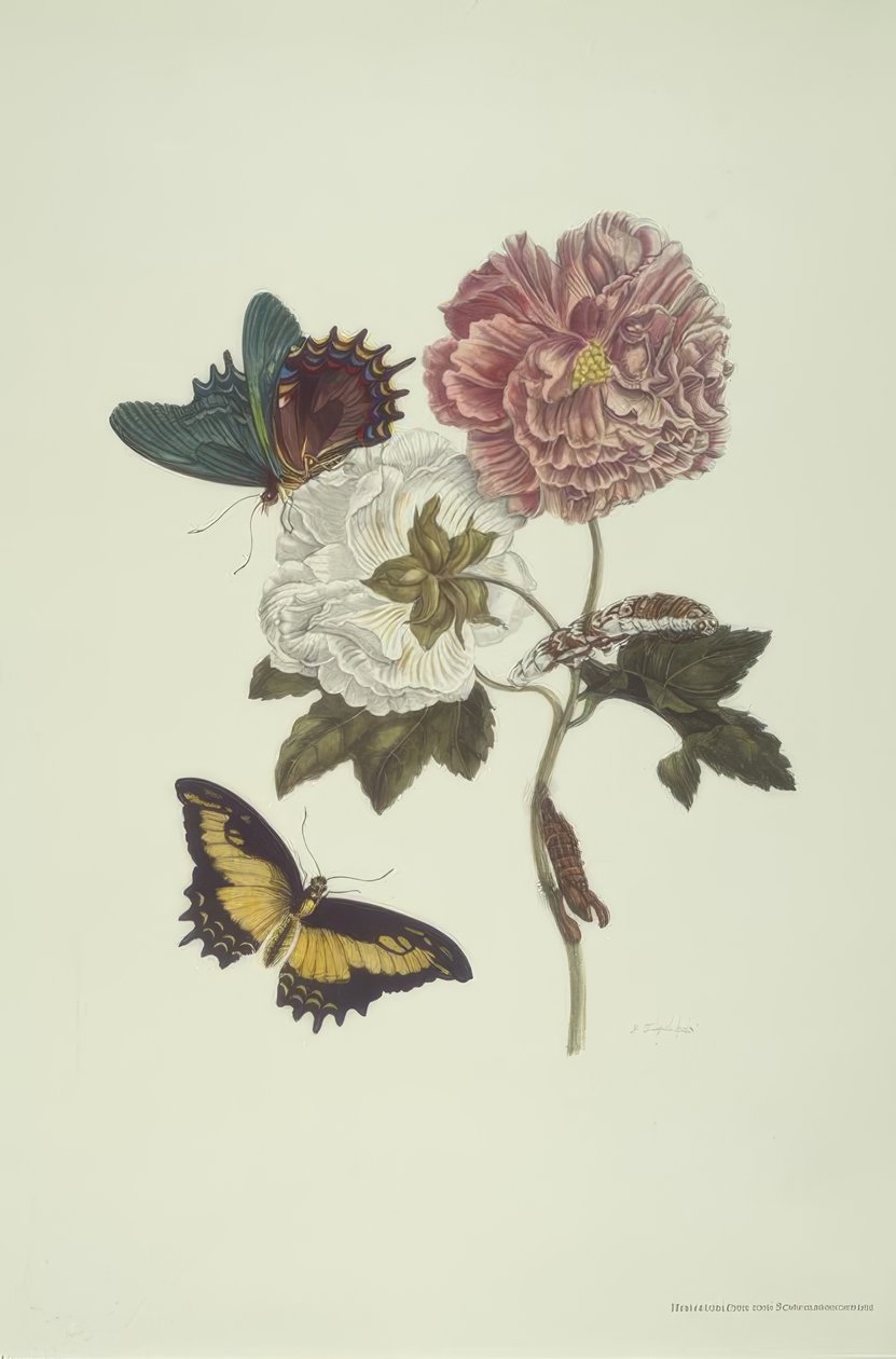 MSMerian, Hibiscus e Schwalbenschw. de Maria Sibylla Merian