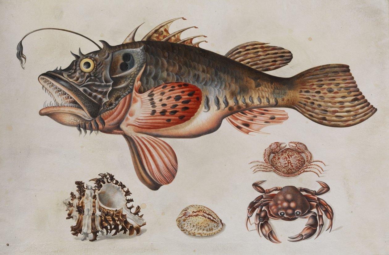 Peixes do fundo do mar, caranguejos e caracóis do mar. de Maria Sibylla Merian