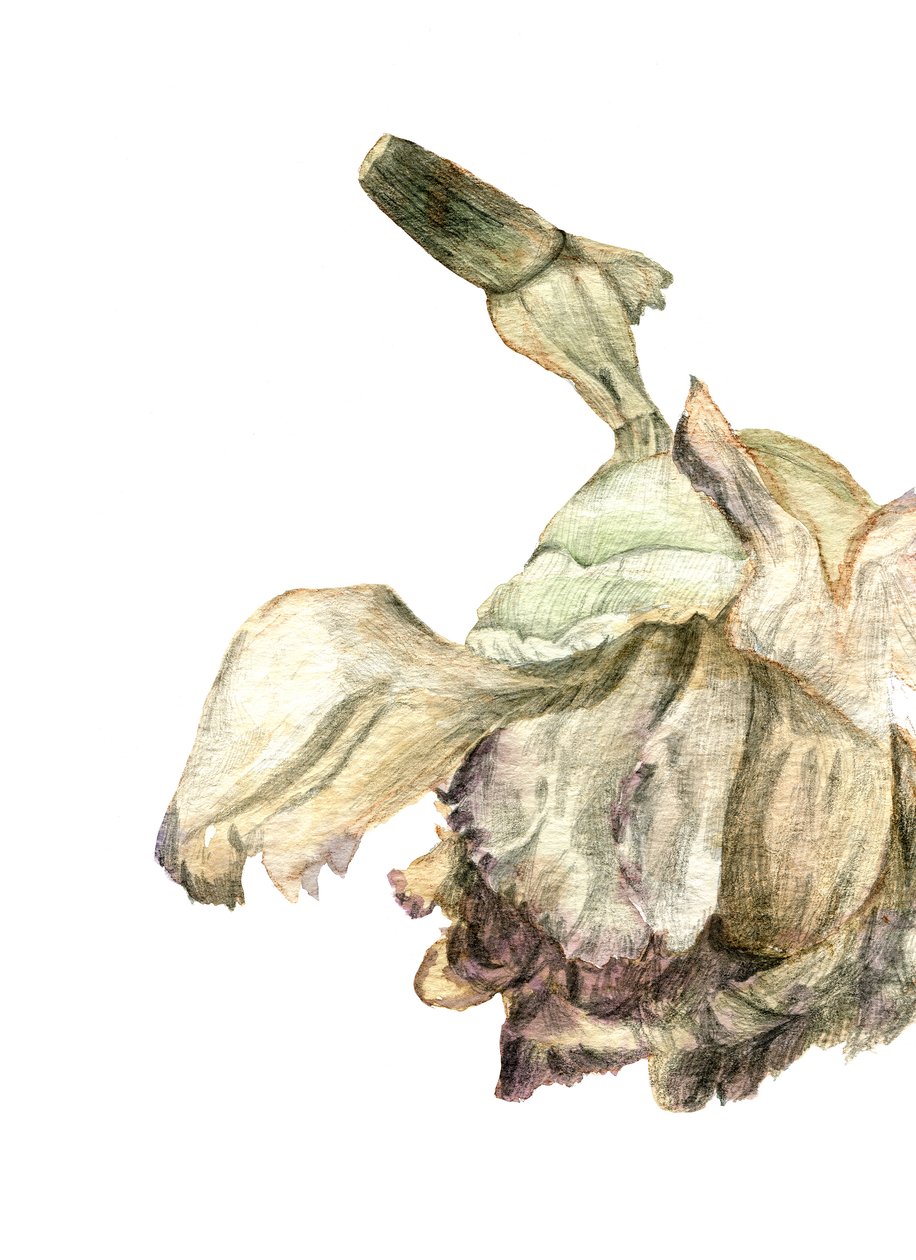 Flor de cravo, 2018 de Maria Basea