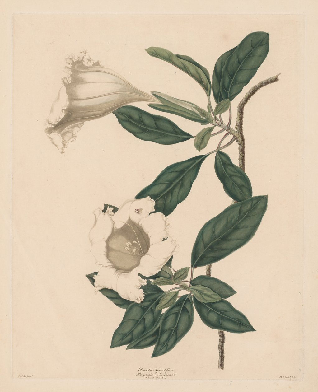 Cálice Vinha de Maria Catharina Prestel