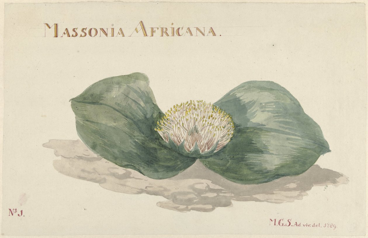 Bloem Massonia Africana
MASSONIA AFRICANA (título sobre o objecto) de Maria Geertruida Barbiers Snabilié