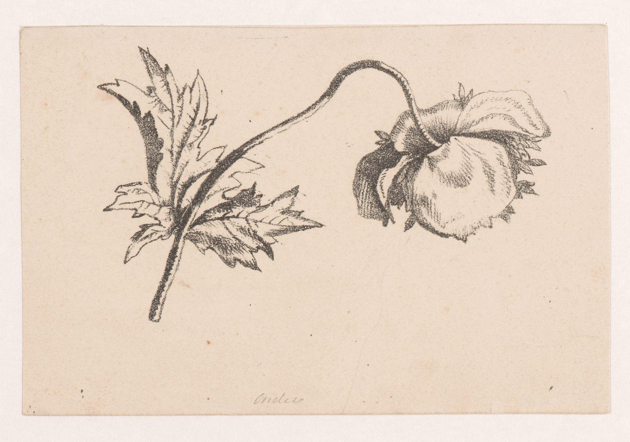 Papoila de Maria Geertruida de Goeje Barbiers (attributed to)