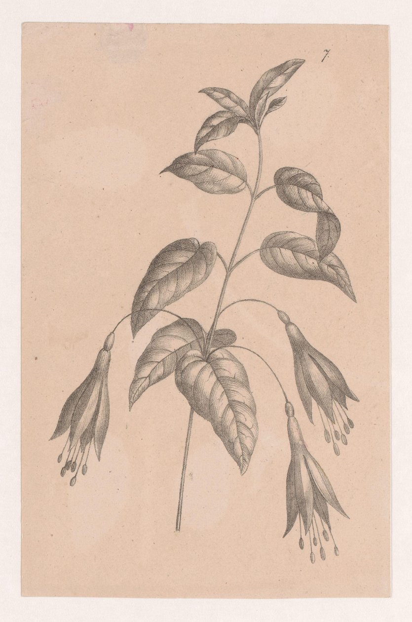 Ramo com flores de Maria Geertruida de Goeje Barbiers (attributed to)