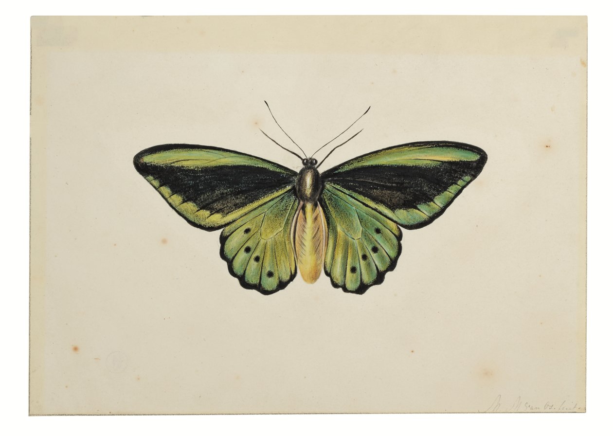 Borboleta, Asa de pássaro verde comum (Ornithoptera priamus) de Maria Margaretha van Os