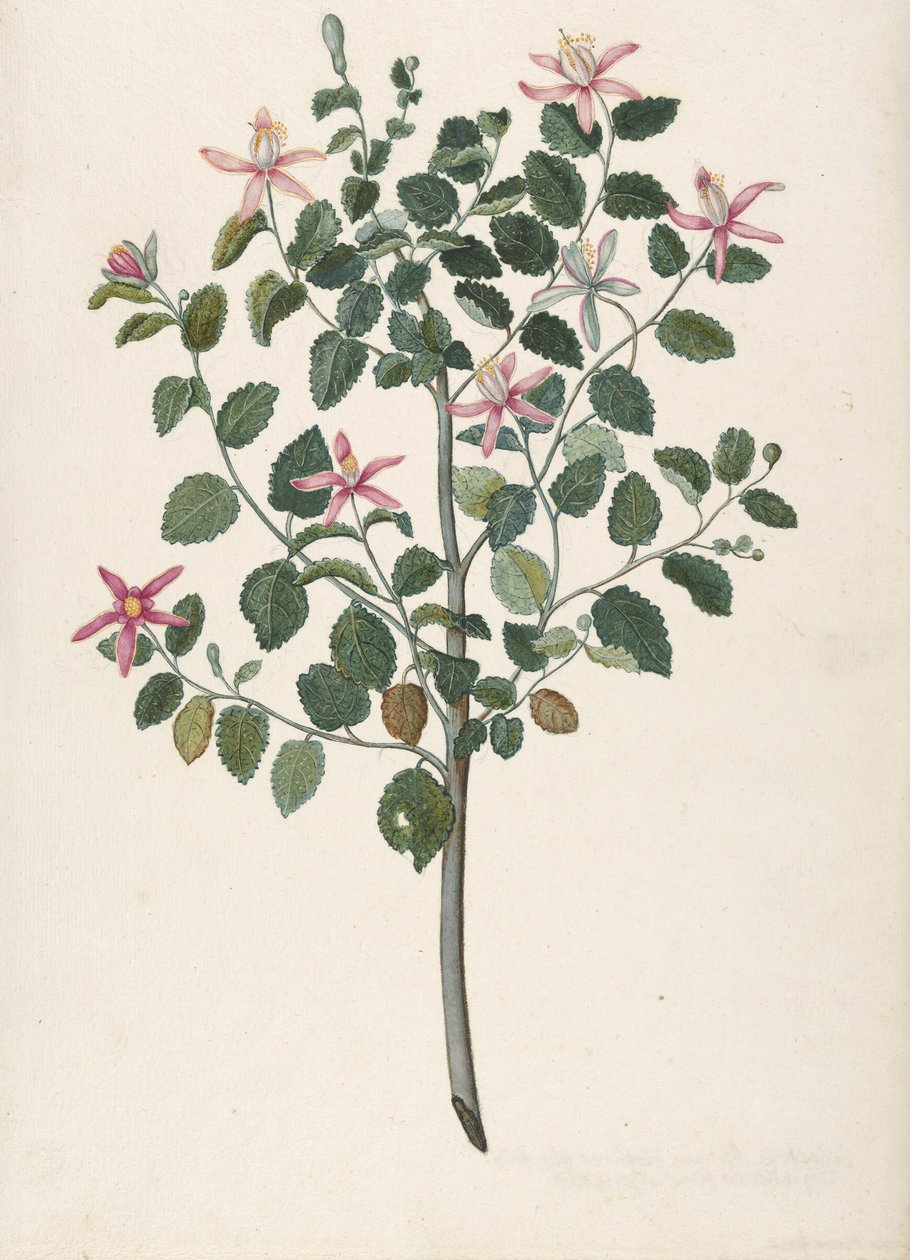 Estudo de uma Planta com Flores Vermelhas-Púrpura Sebastiana africana purpurea, 1695. de Maria Monninckx