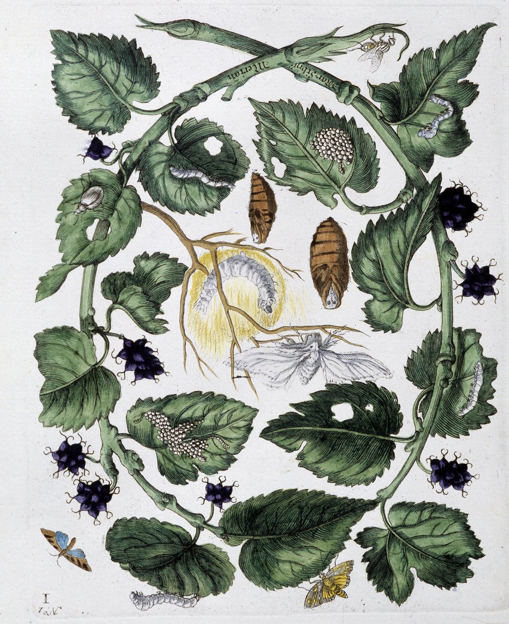 Butterflies and chrysalis - sobremesa. por Maria Sibylla Merian, n.d., aprox. finais do século XVIII de Maria Sibylla Merian