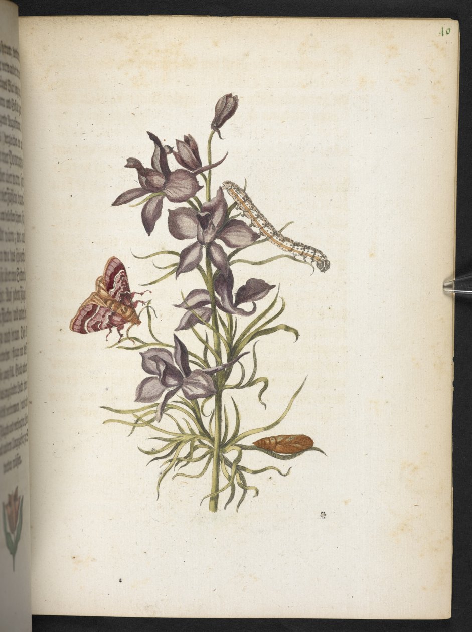 A maravilhosa transformação da lagarta e o estranho alimento floral da lagarta... de Maria Sibylla Merian