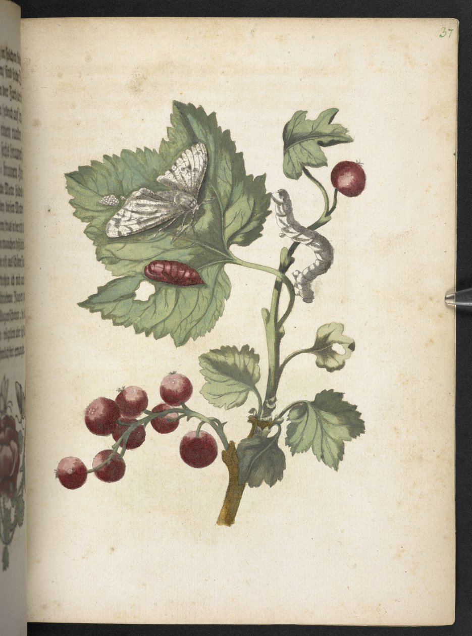 A maravilhosa transformação da lagarta e o estranho alimento floral da lagarta... de Maria Sibylla Merian