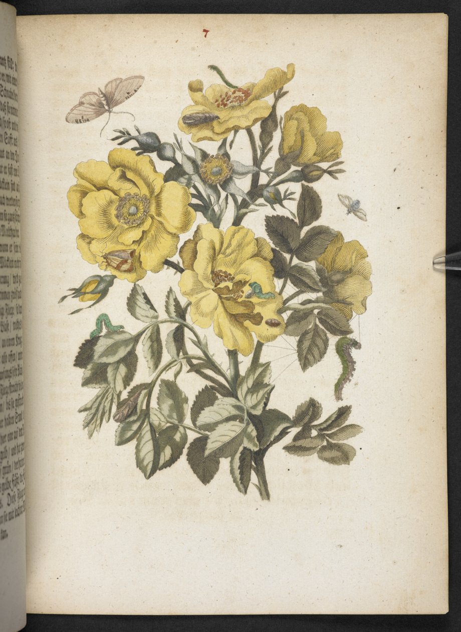 A maravilhosa transformação da lagarta e o estranho alimento floral da lagarta... de Maria Sibylla Merian