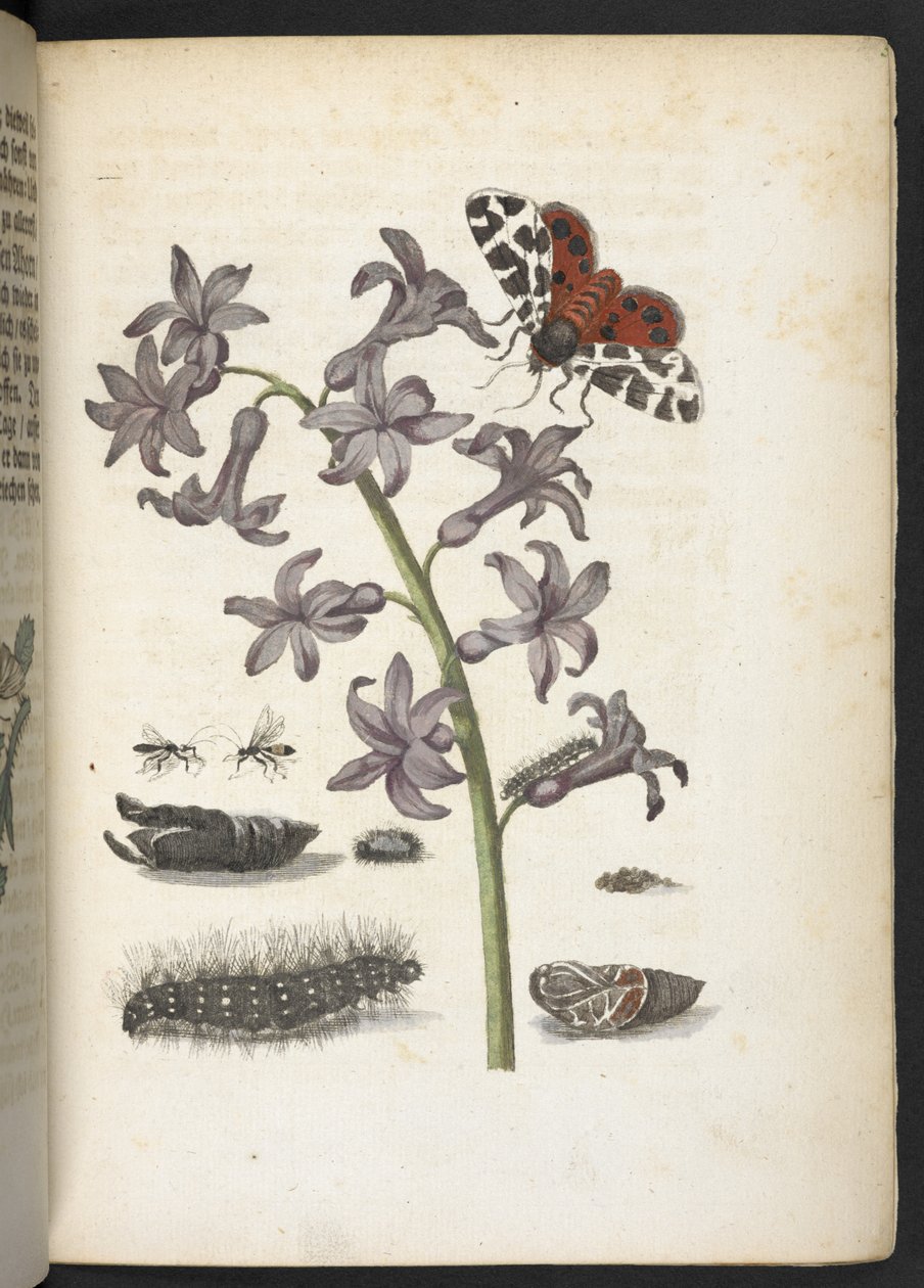 A maravilhosa transformação da lagarta e o estranho alimento floral da lagarta... de Maria Sibylla Merian