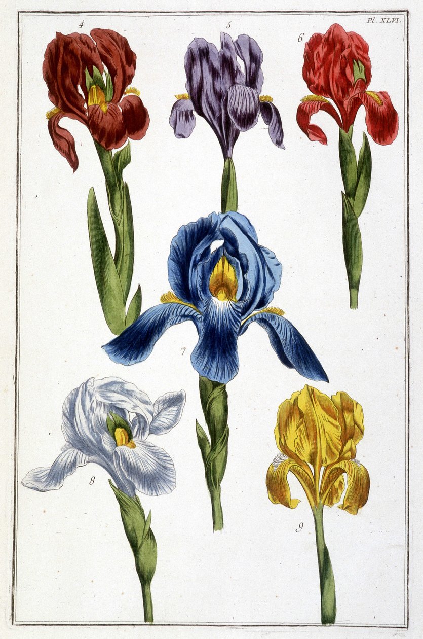 Iris - em "História geral dos insetos do Suriname e de toda a Europa" por Maria Sibylla de Merian, ed. Desnos, Paris de Maria Sibylla Merian
