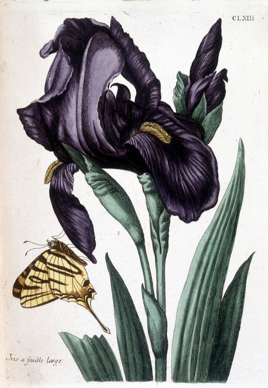 Íris de folha larga - em "História geral dos insetos do Suriname e de toda a Europa" por Maria Sibylla de Merian, ed. Desnos, Paris de Maria Sibylla Merian