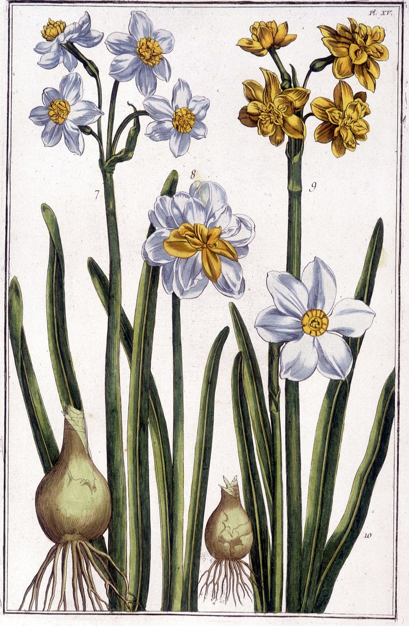 Narciso - em "História geral dos insetos do Suriname e de toda a Europa" por Maria Sibylla de Merian, ed. Desnos, Paris de Maria Sibylla Merian