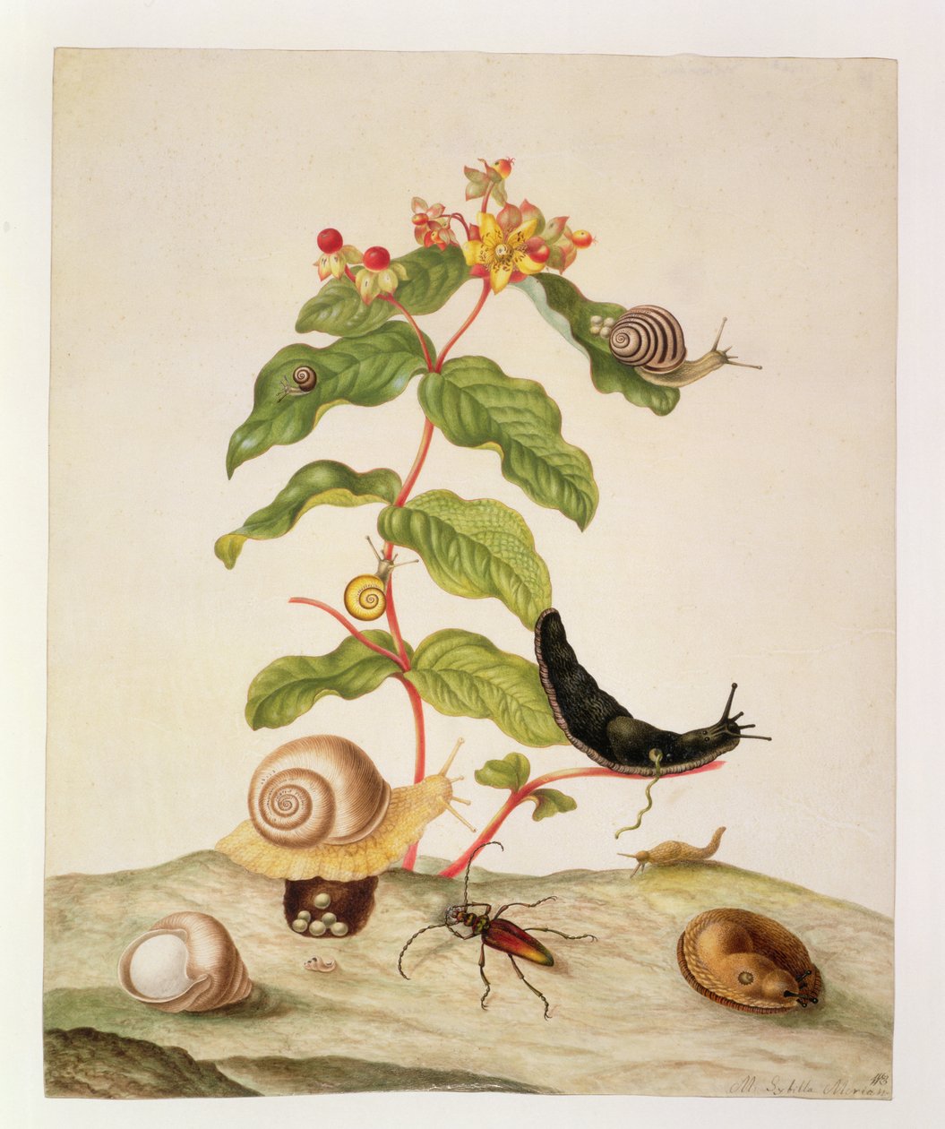 No.1146c Hypericum Baxiforum com caracóis e um besouro, 1695 de Maria Sibylla Merian