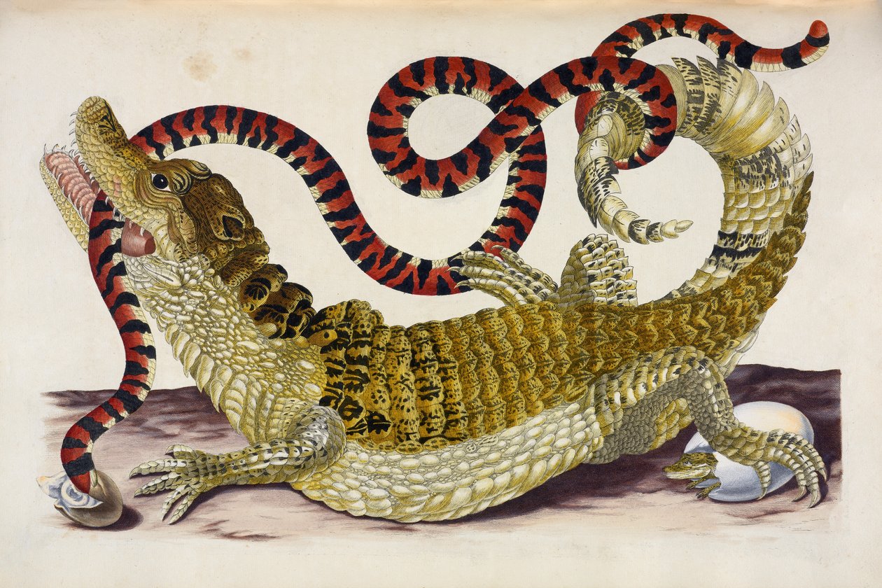 Suriname Caiman Protegendo seus filhotes de uma Cobra Coral de Maria Sibylla Merian