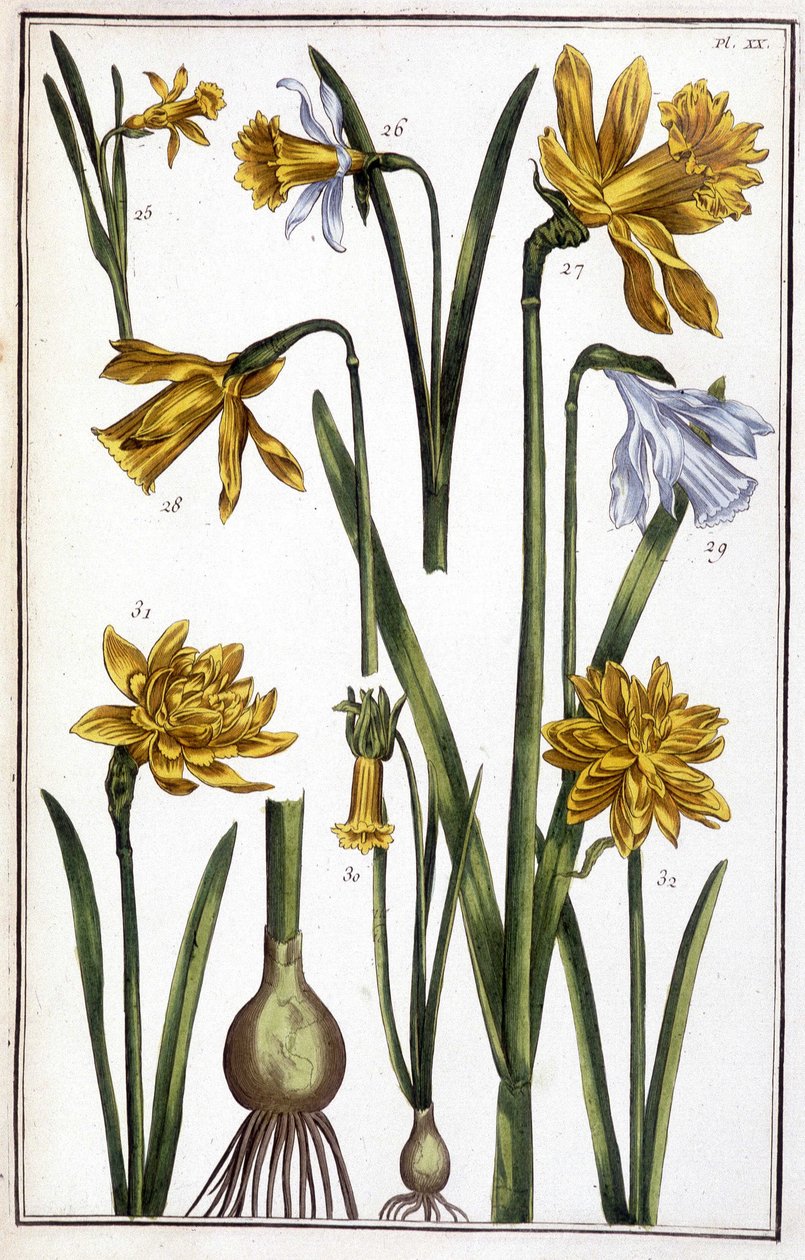 Imagem desconhecida de Maria Sibylla Merian