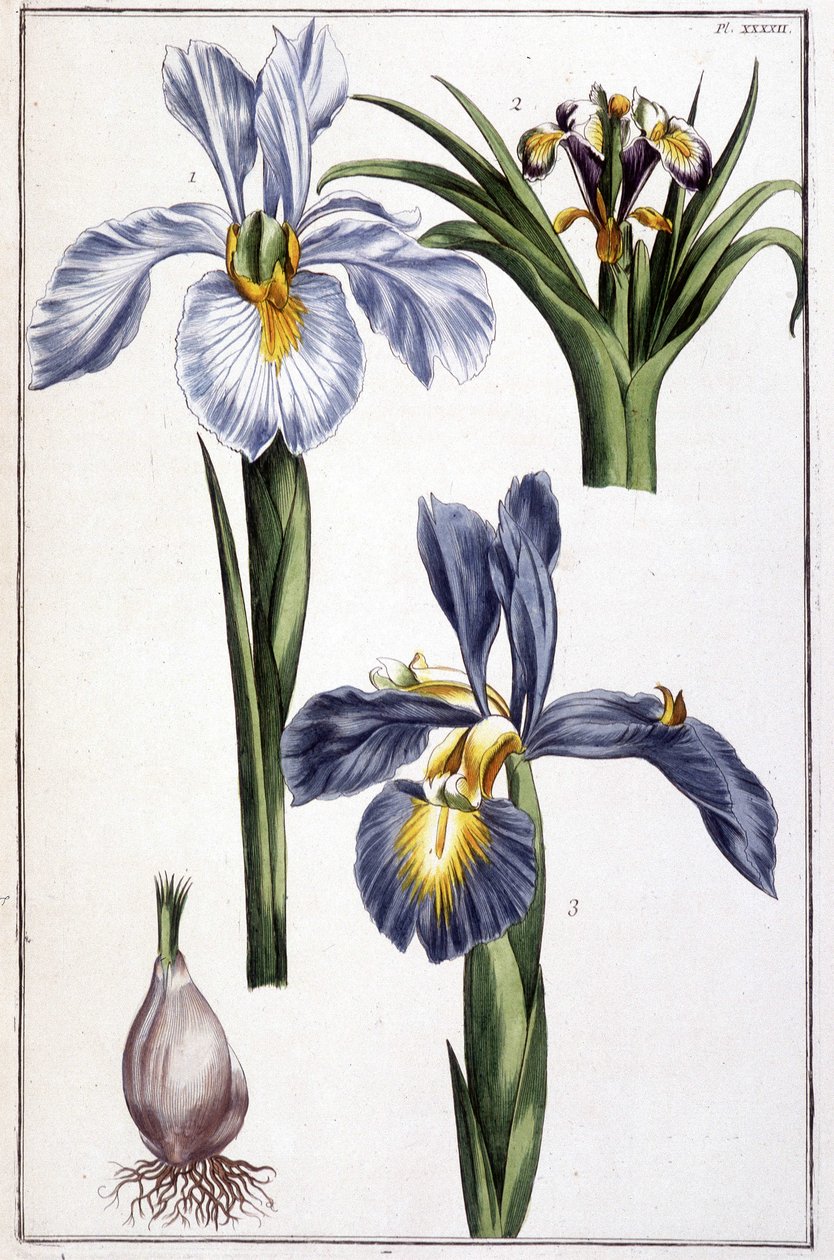 Imagem desconhecida de Maria Sibylla Merian