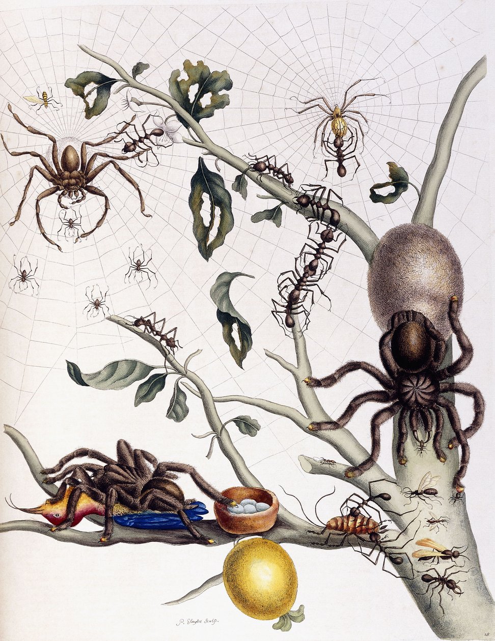 Vários aracnídeos da América do Sul, 1726 de Maria Sibylla Merian