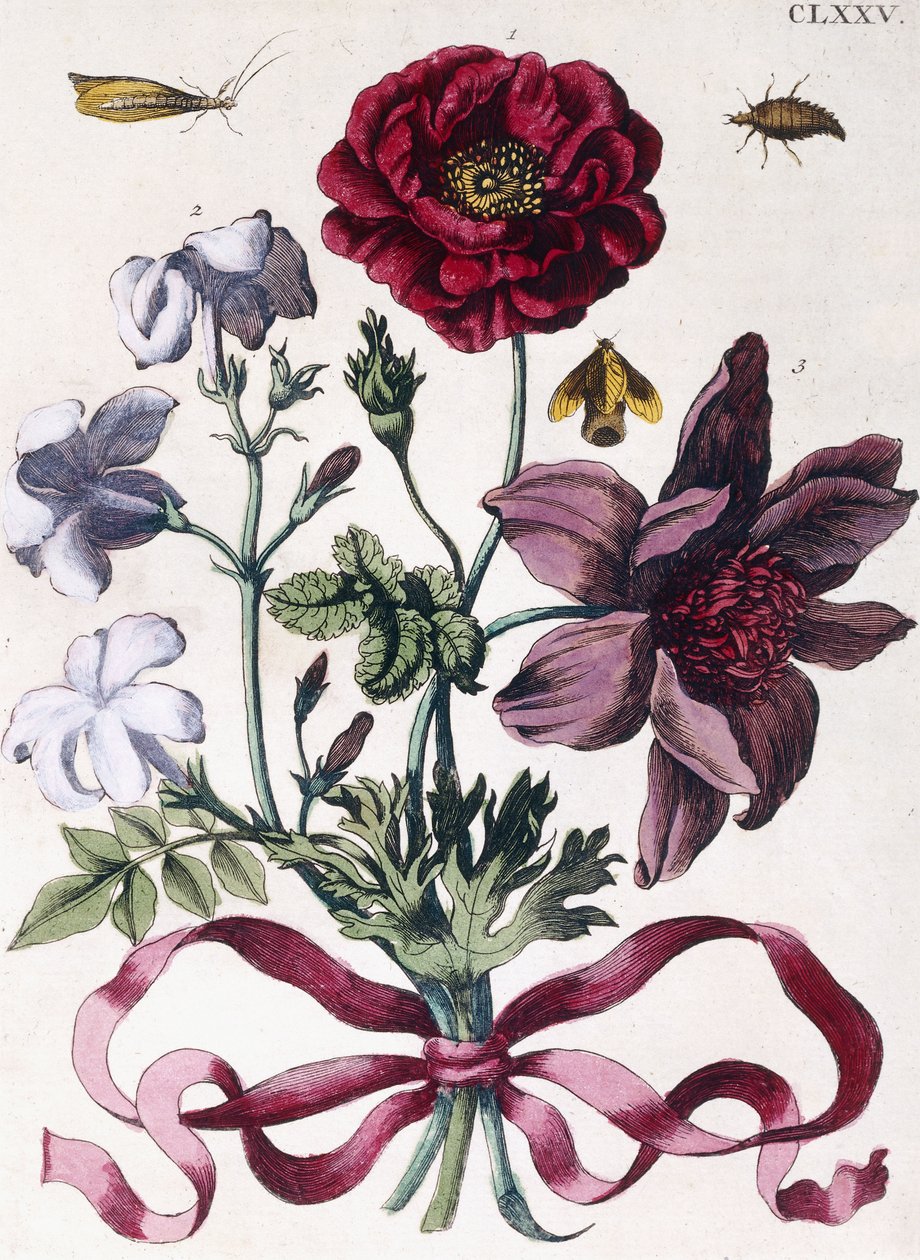 Vários insetos e flores europeus de Maria Sibylla Merian