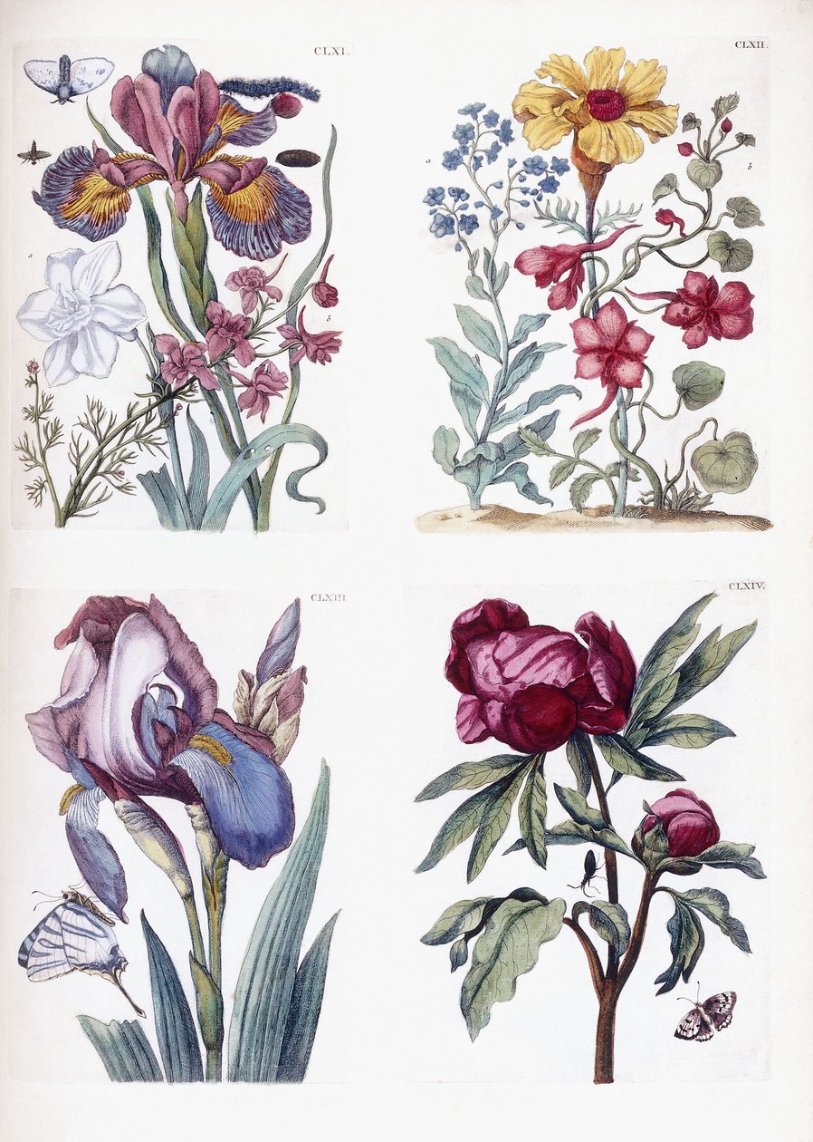 Vários insetos e flores europeus de Maria Sibylla Merian