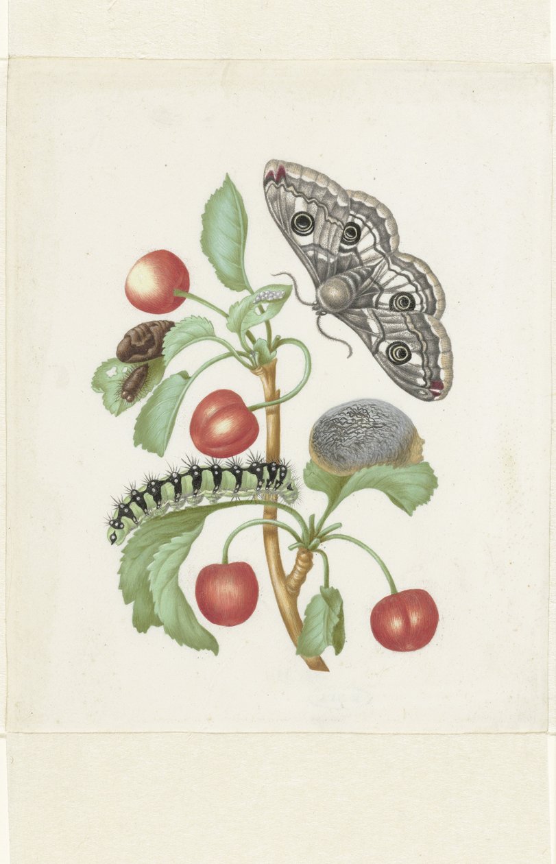 Metamorfose de uma Pequena Traça Imperadora de Maria Sibylla Merian (workshop of)
