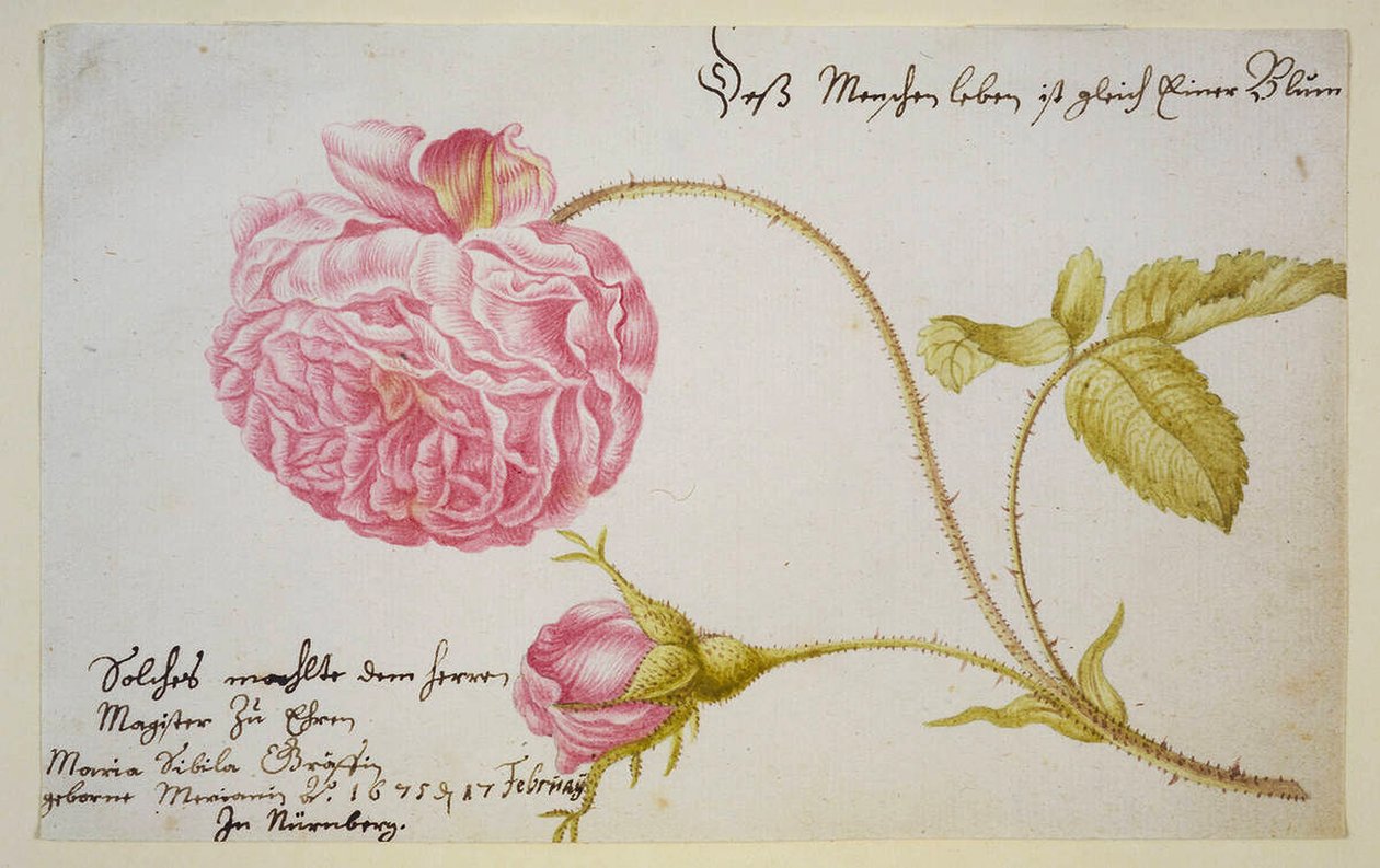 Folha de álbum com uma rosa, 1675 de Maria Sibylla Merian