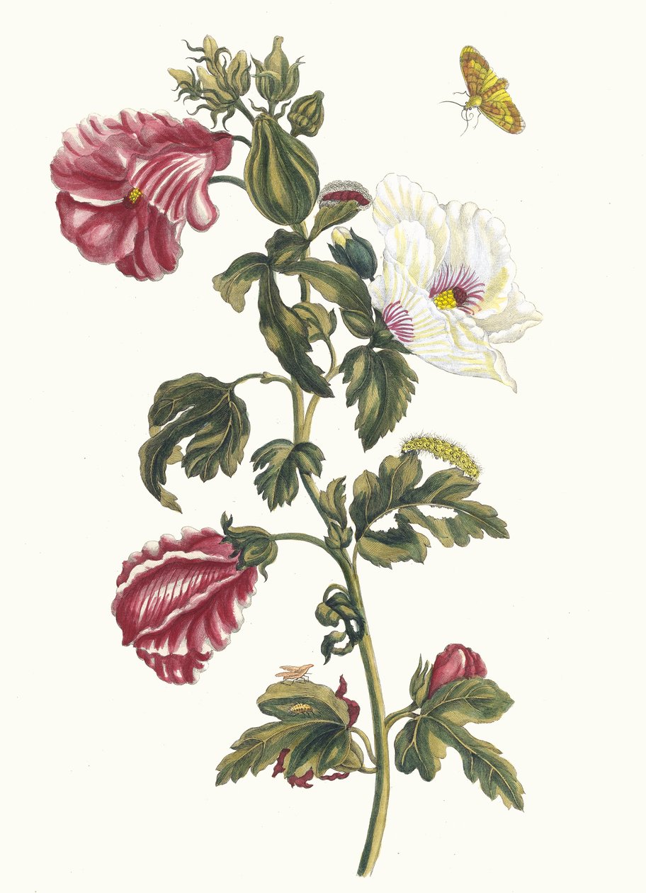 Althea. Do livro Metamorphosis insectorum Surinamensium, 1705. de Maria Sibylla Merian