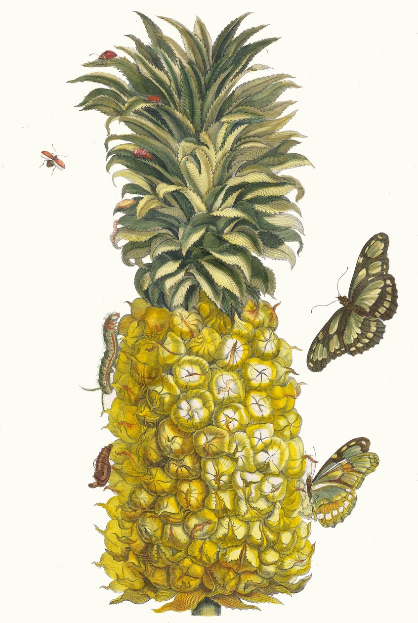Ananas mur. Do livro Metamorphosis insectorum Surinamensium, 1705 de Maria Sibylla Merian