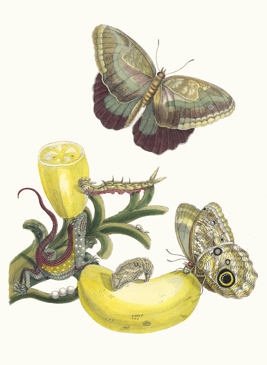 Bacalhau. Do livro Metamorphosis insectorum Surinamensium, 1705. de Maria Sibylla Merian