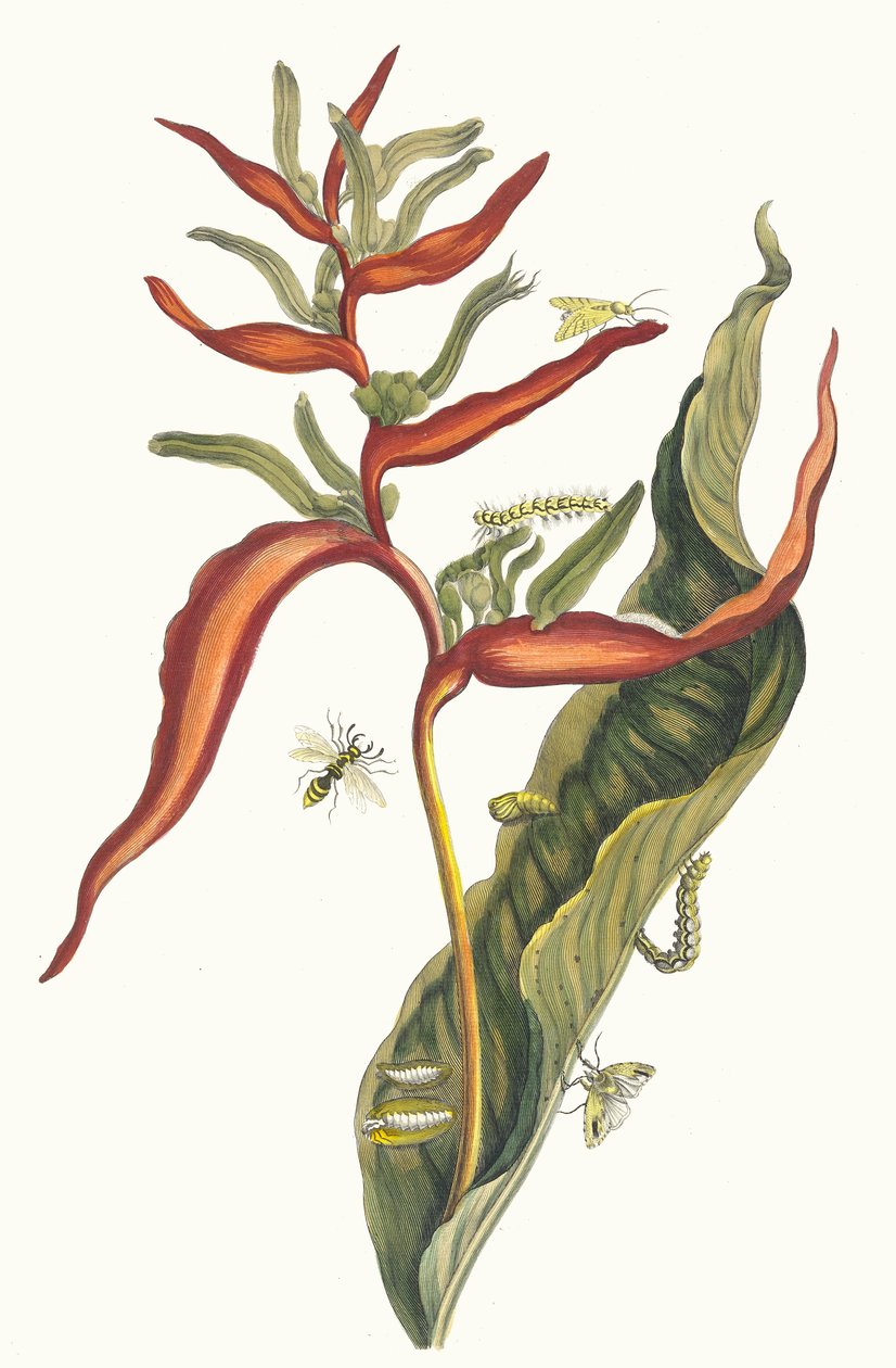 Ballia. Do livro Metamorphosis insectorum Surinamensium, 1705. de Maria Sibylla Merian