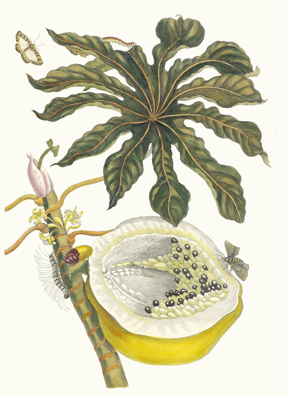 Floresta. de Maria Sibylla Merian