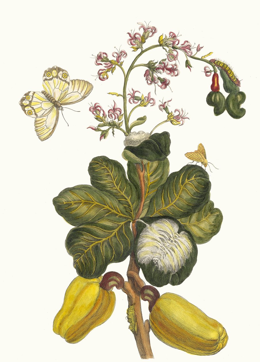Caschou. Do livro Metamorphosis insectorum Surinamensium, 1705. de Maria Sibylla Merian