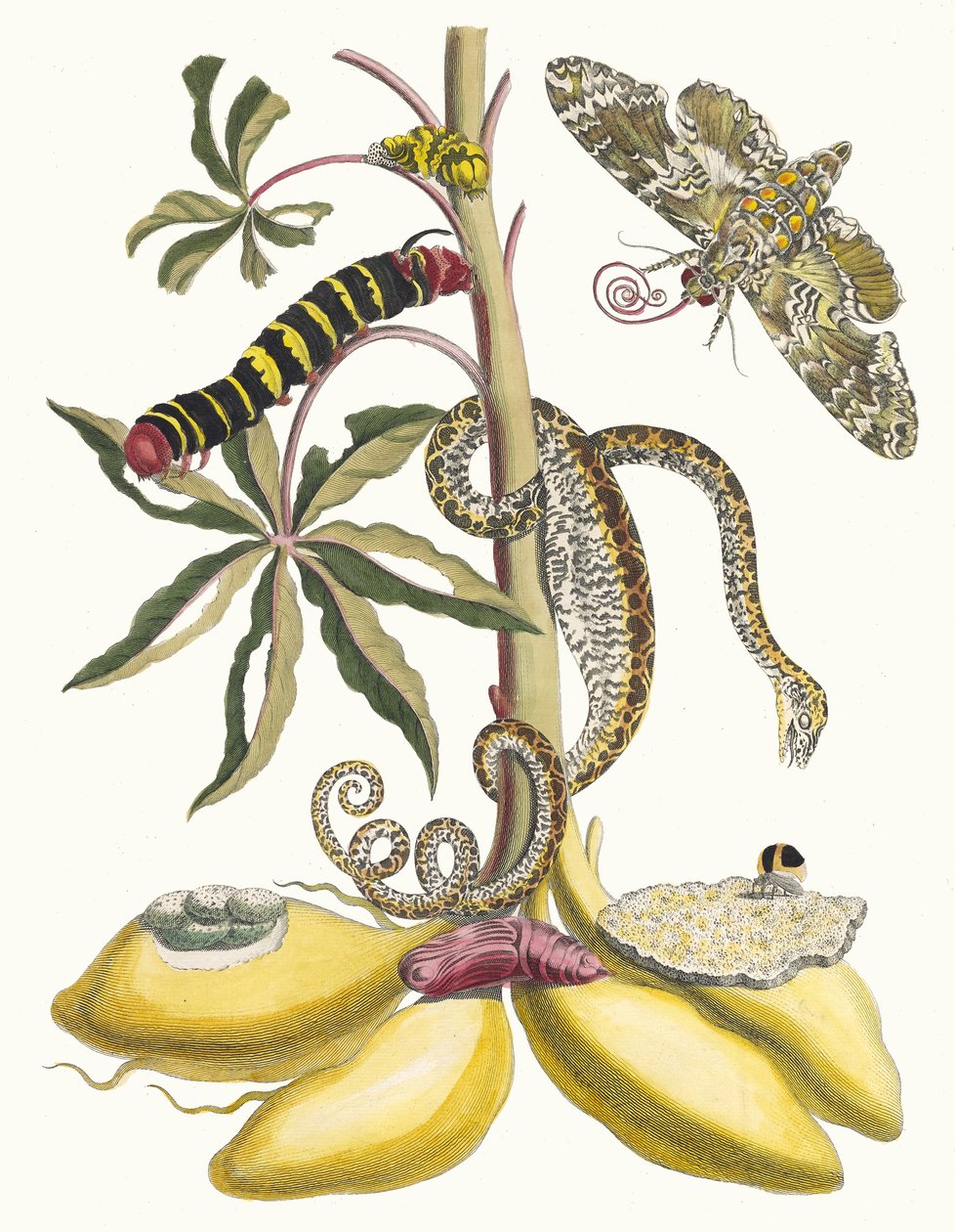 Mandioca. Do livro Metamorphosis insectorum Surinamensium, 1705. de Maria Sibylla Merian