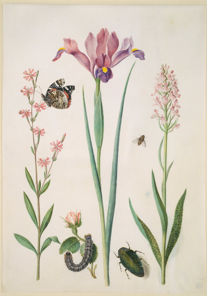 Silene com almirante, rosa com traça-raposa, íris, mosca-das-flores, escaravelho-jóia e orquídea de Maria Sibylla Merian