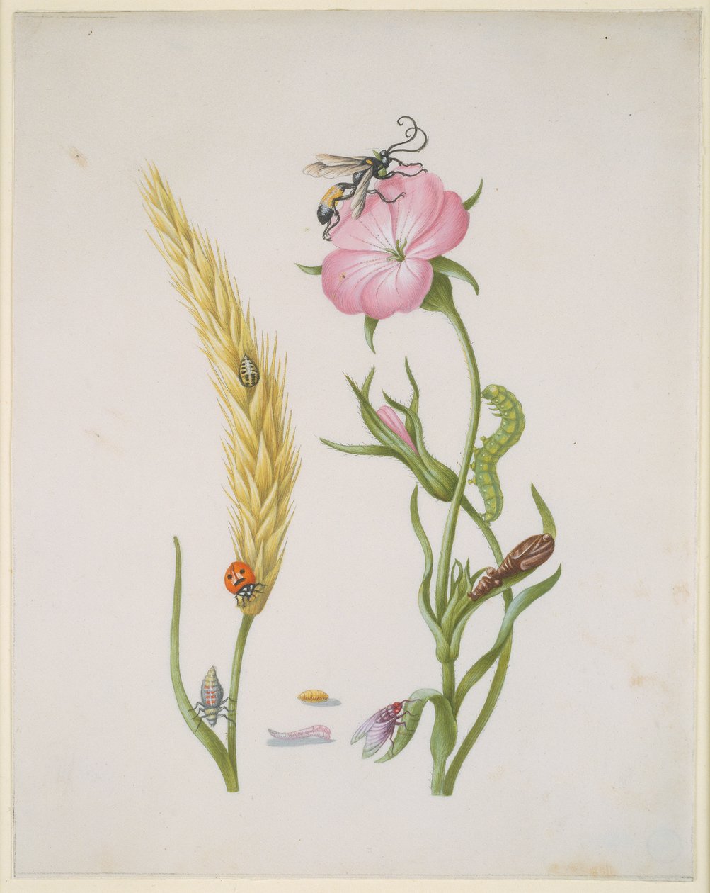 Espiga de cereal e erva-de-milho com as metamorfoses da joaninha de cinco pontos e da mosca-azul de Maria Sibylla Merian