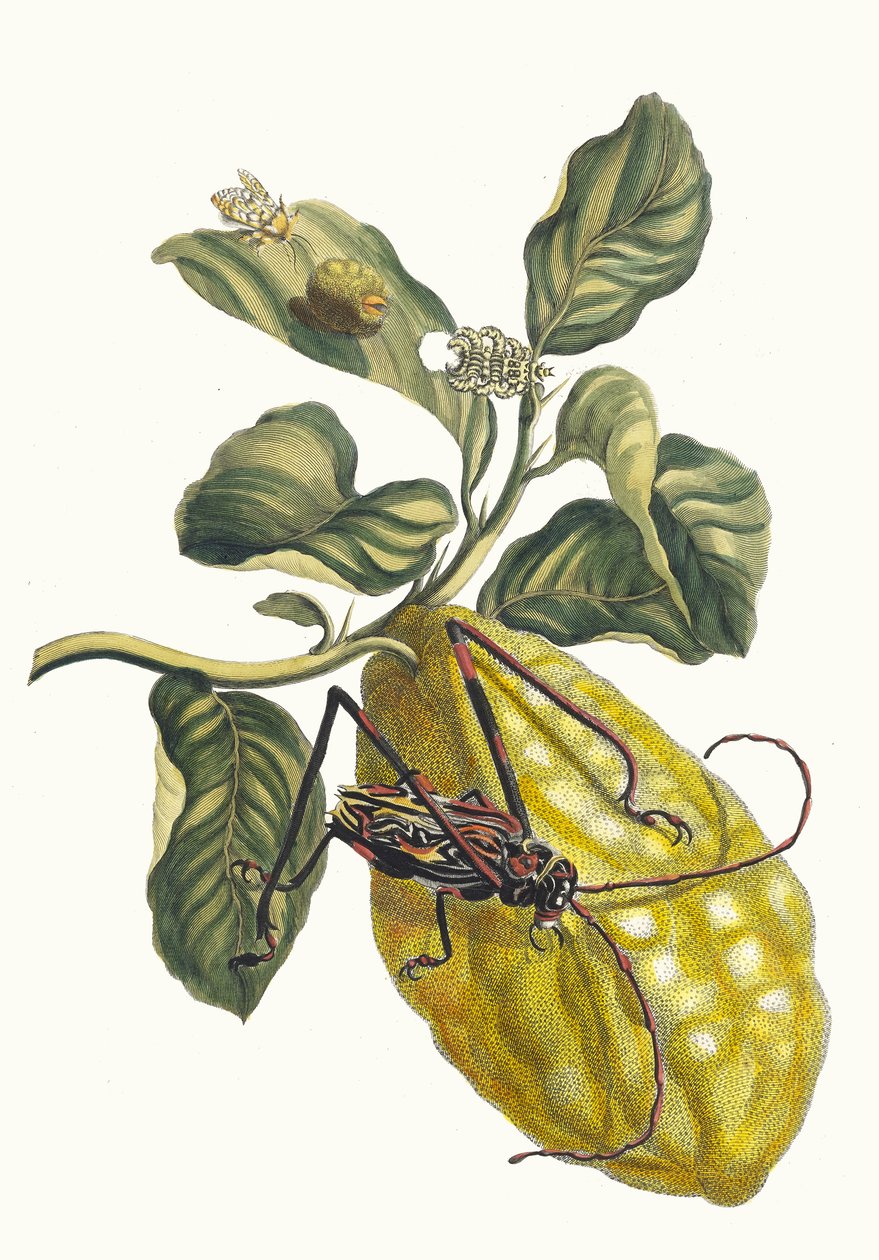 Citronier. Do livro Metamorphosis insectorum Surinamensium, 1705. de Maria Sibylla Merian