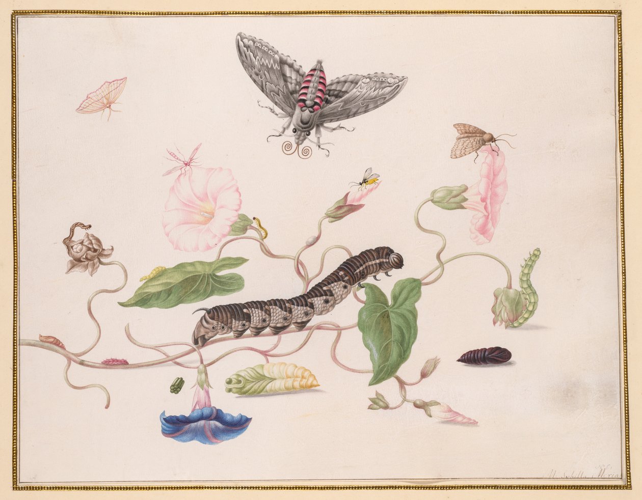 Convolvulus e Metamorfose da Traça Falcão Convolvulus de Maria Sibylla Merian