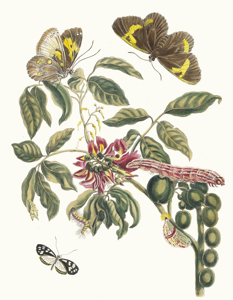 Coronilla Americana Arborescens. Do livro Metamorphosis insectorum Surinamensium, 1705 de Maria Sibylla Merian