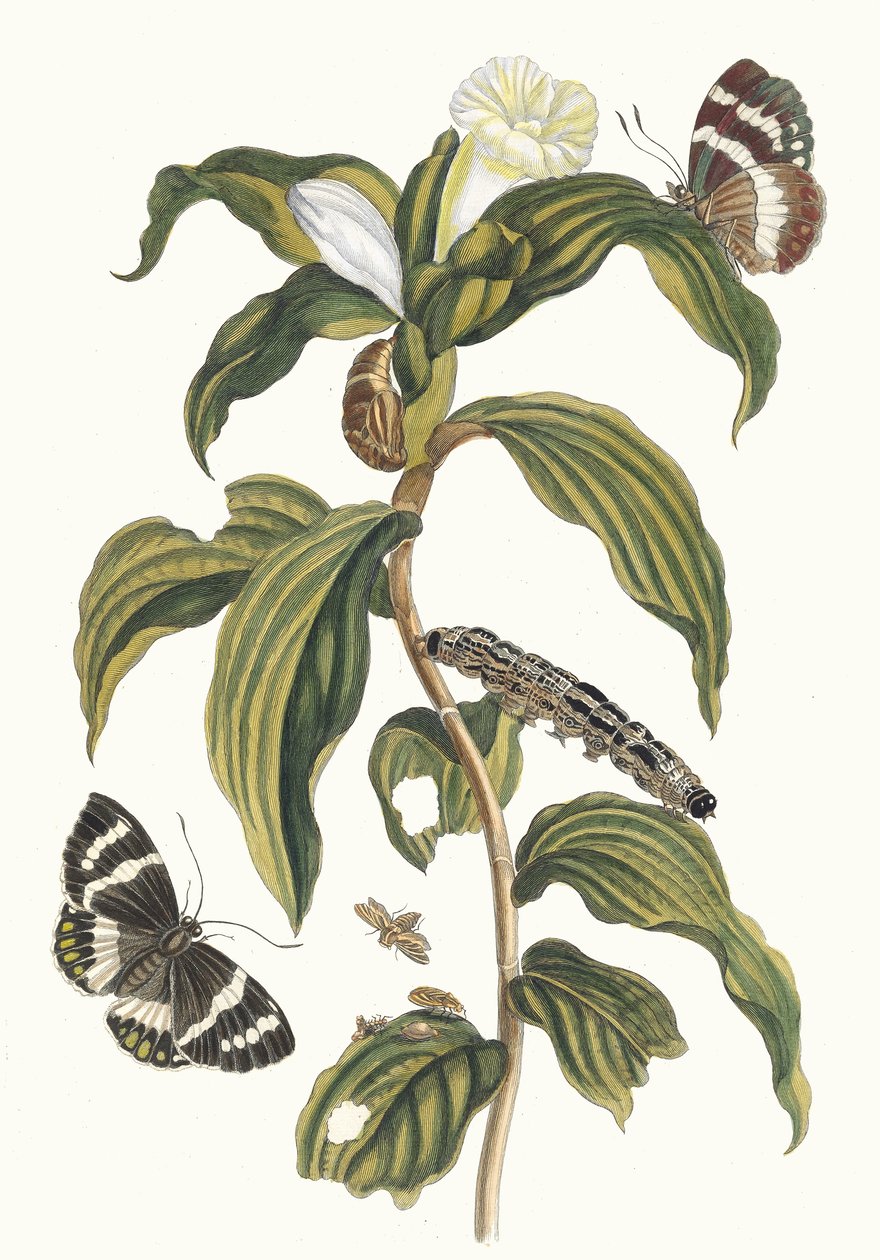 Costus arabicus. Do livro Metamorphosis insectorum Surinamensium, 1705 de Maria Sibylla Merian