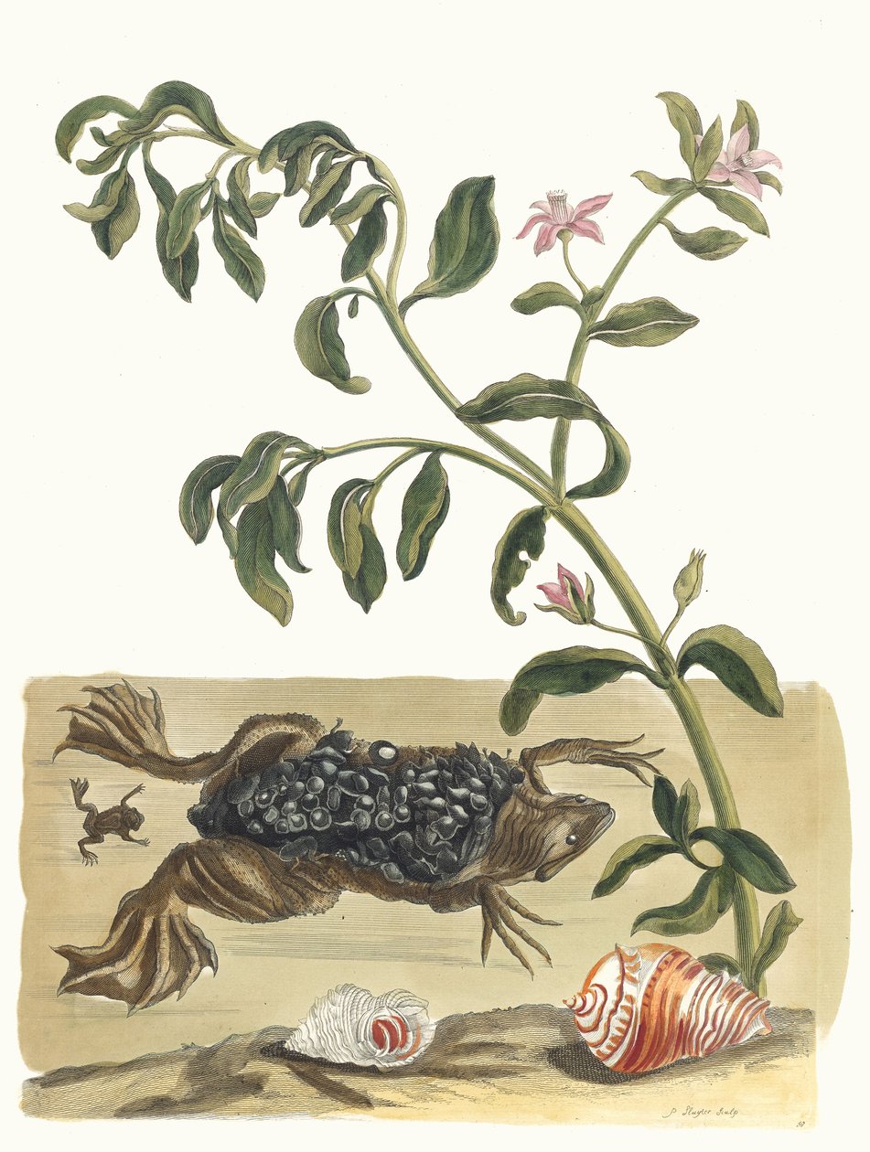 Cresson. Do livro Metamorphosis insectorum Surinamensium, 1705. de Maria Sibylla Merian