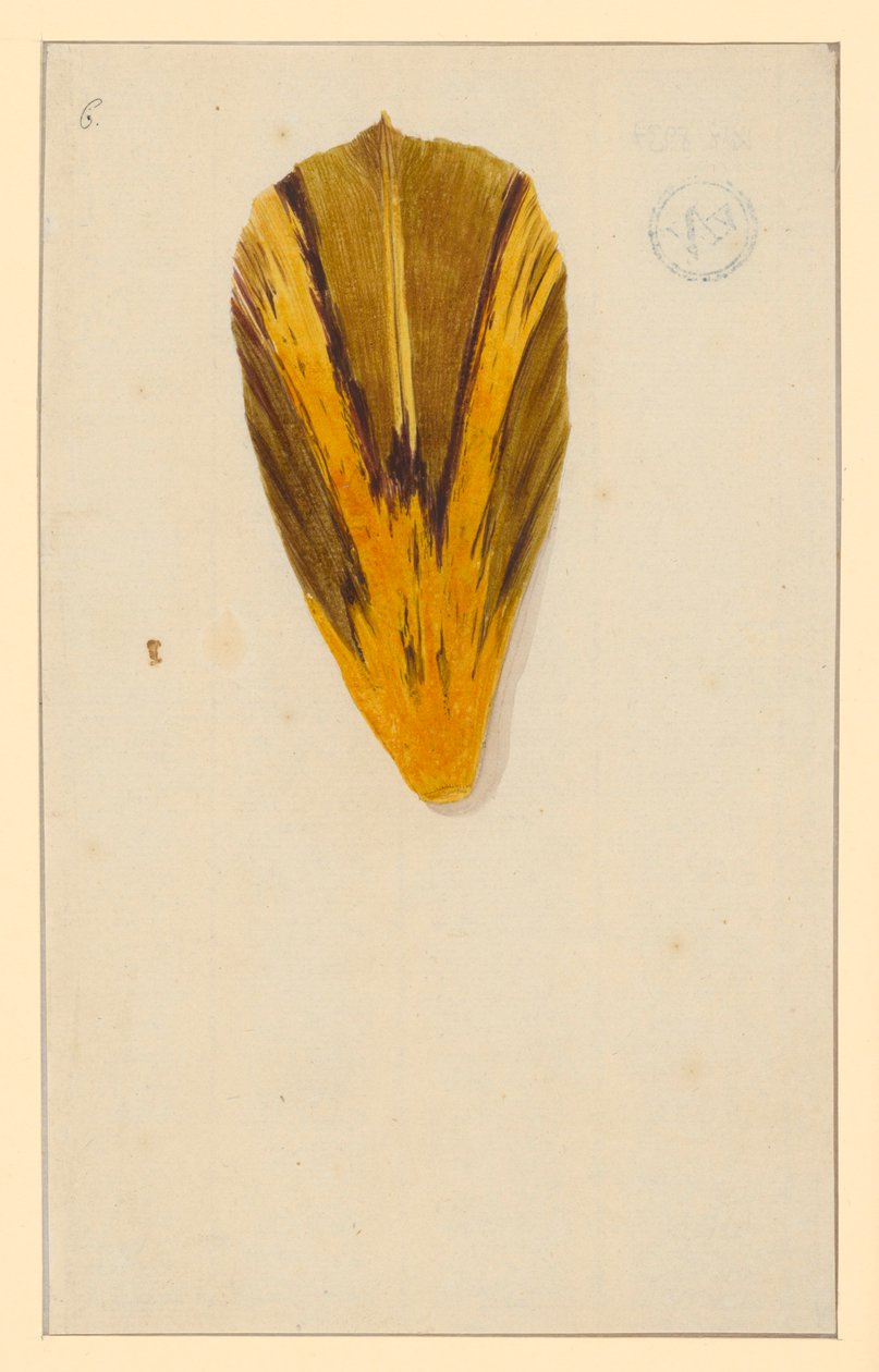 Einzelne Tulpenblätter de Maria Sibylla Merian