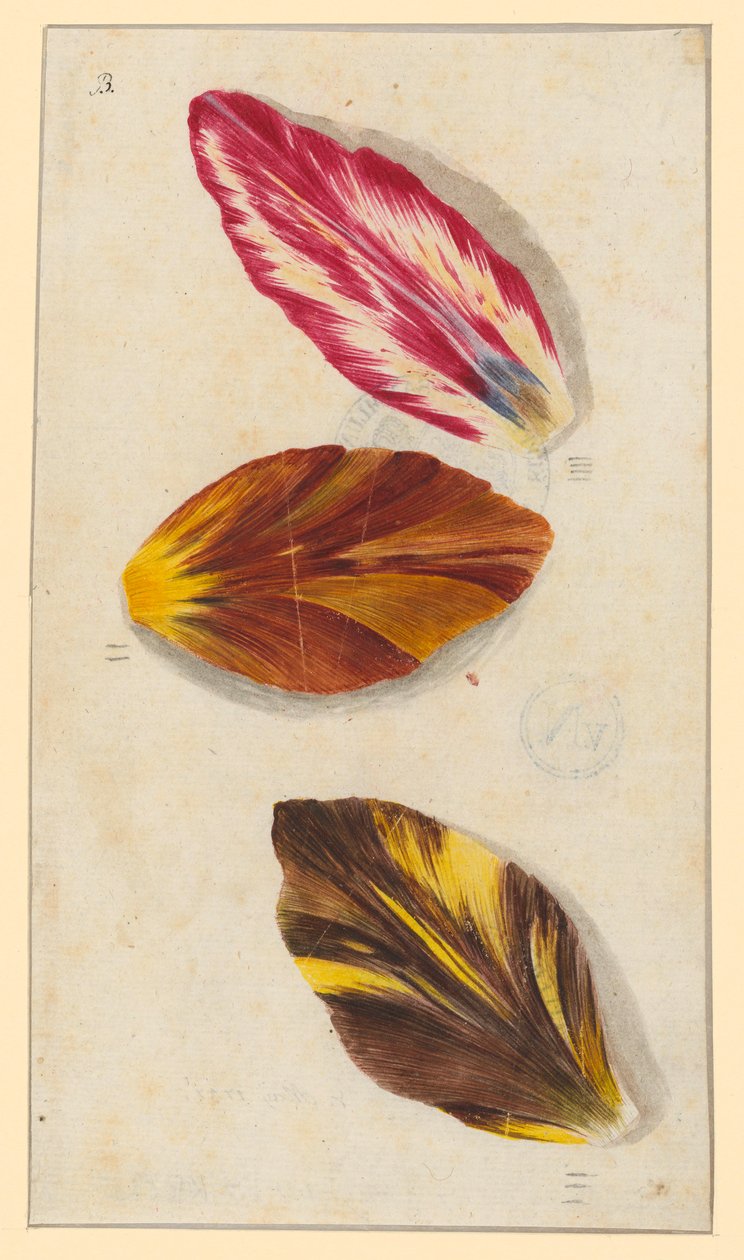Einzelne Tulpenblätter de Maria Sibylla Merian