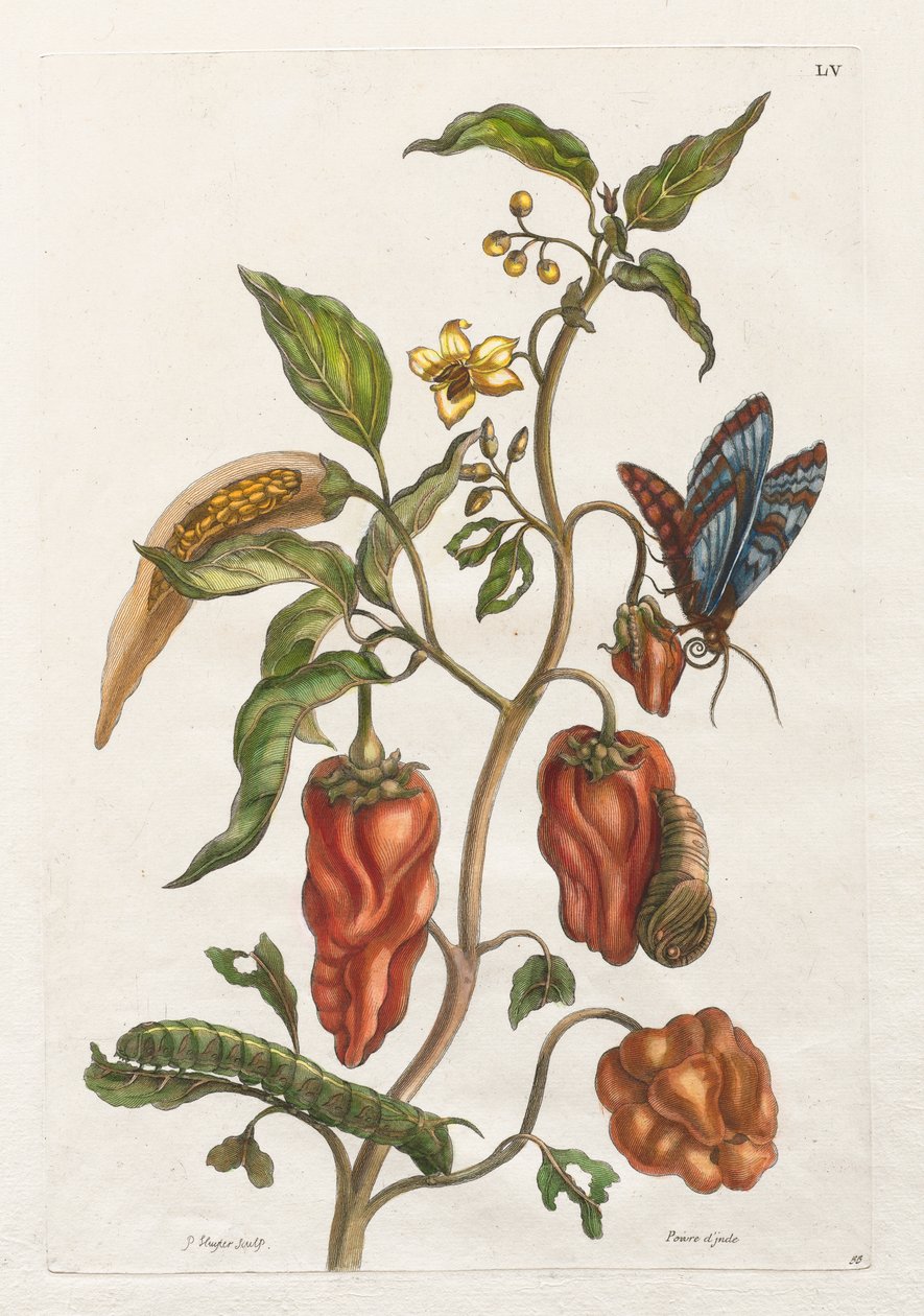 História Geral dos Insetos do Suriname e da Europa: Vol I, No. 55 - Pimenta da Índia de Maria Sibylla Merian