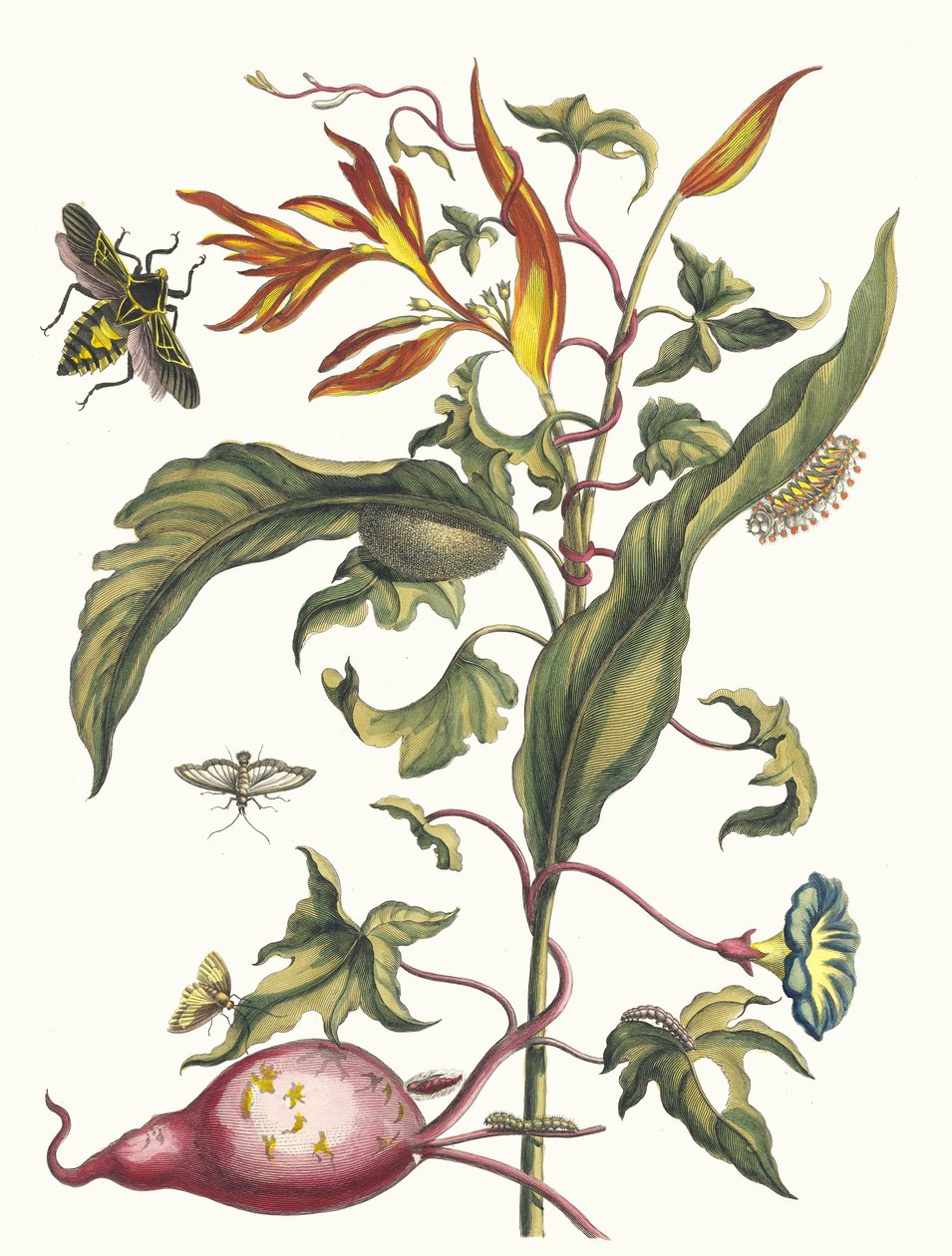 Papagaios Ipomoea batatas e Heliconia. Do livro Metamorphosis insectorum..., 1705 de Maria Sibylla Merian
