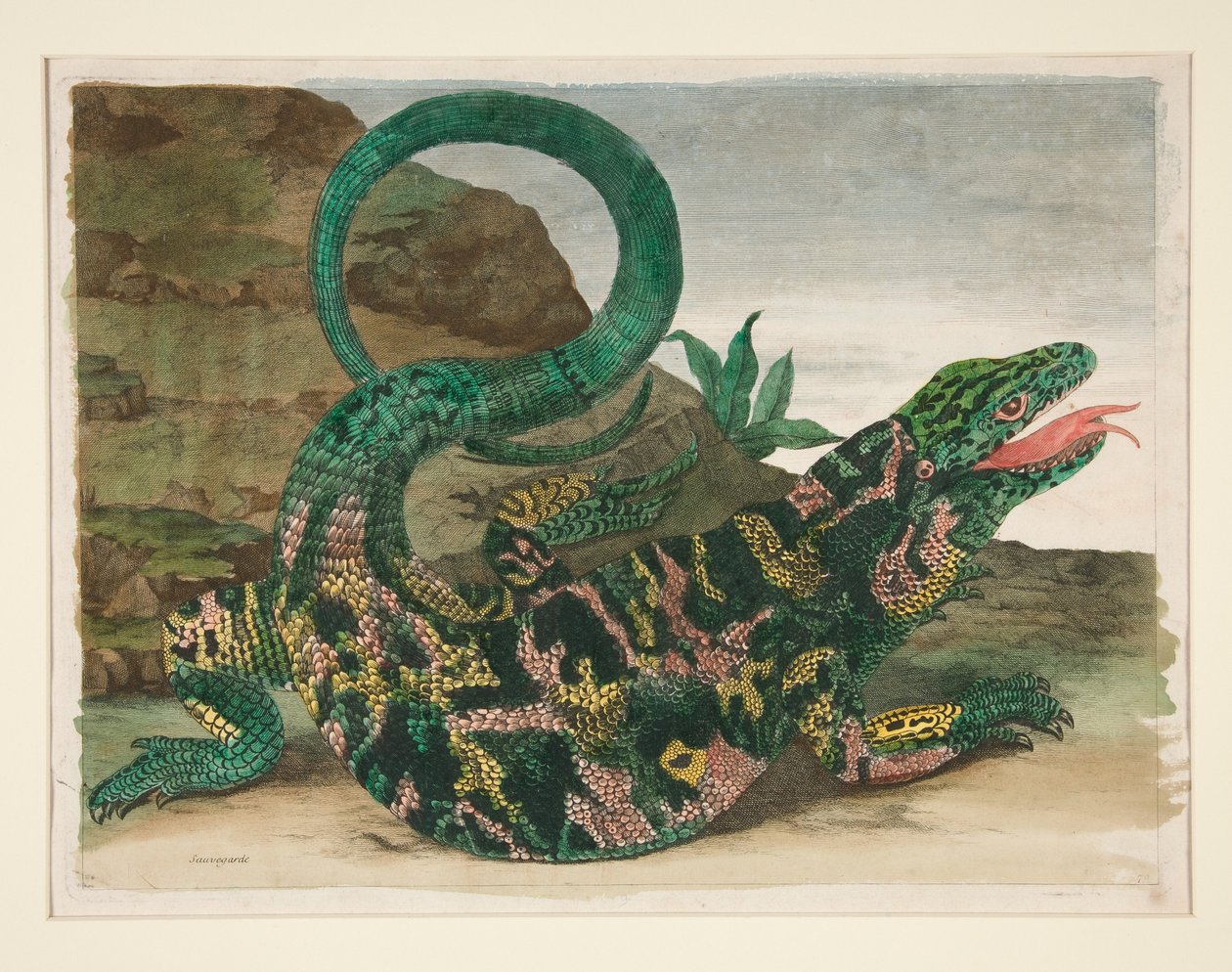 Lagarto, extraído de *Metamorphosis Insectorum Surinamensium* de Maria Sibylla Merian
