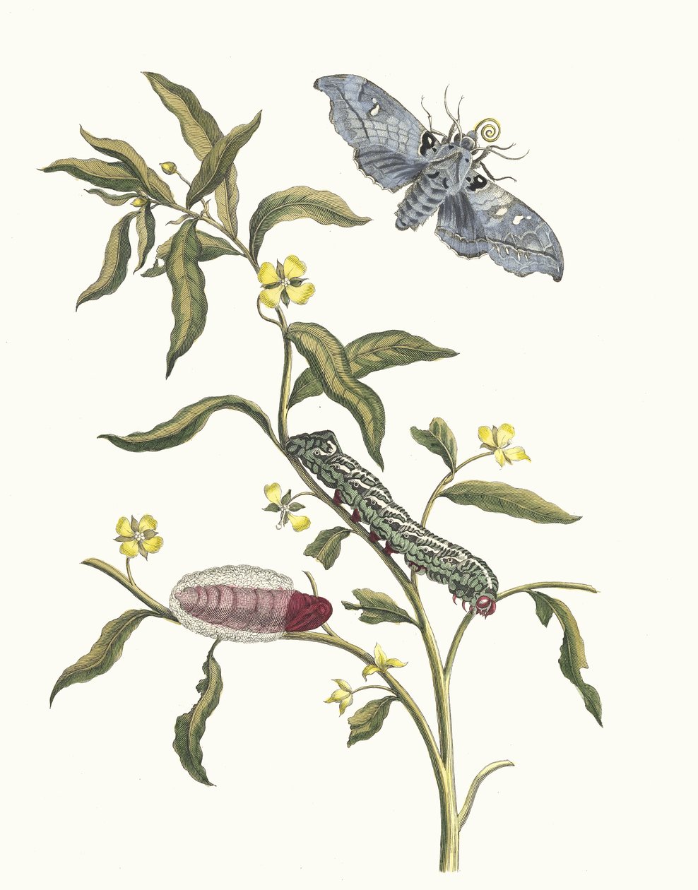 Ludwigia octovalvis. Do livro Metamorphosis insectorum Surinamensium, 1705. de Maria Sibylla Merian
