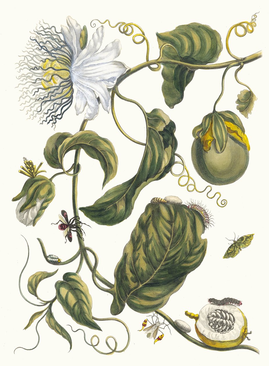 Marqueas. Do livro Metamorphosis insectorum Surinamensium, 1705. de Maria Sibylla Merian