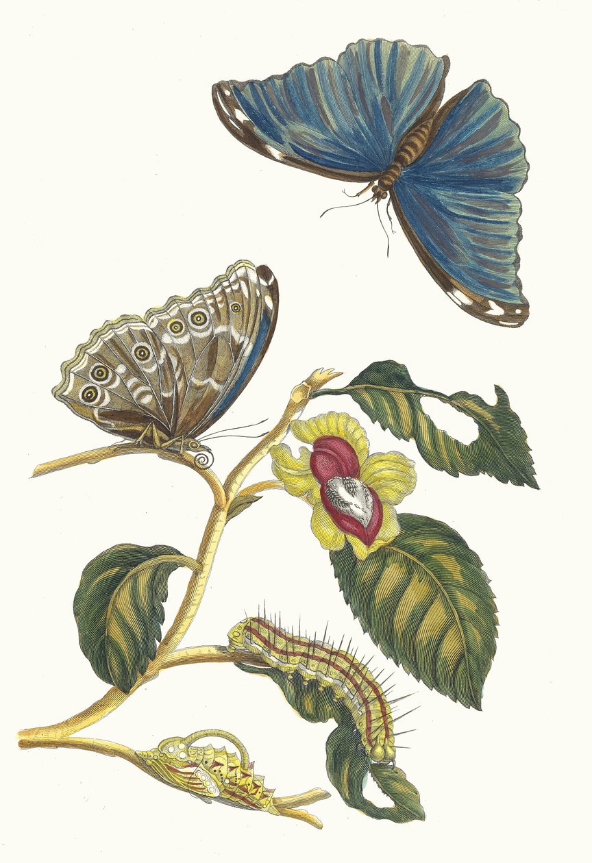 Neflier. Do livro Metamorphosis insectorum Surinamensium, 1705. de Maria Sibylla Merian