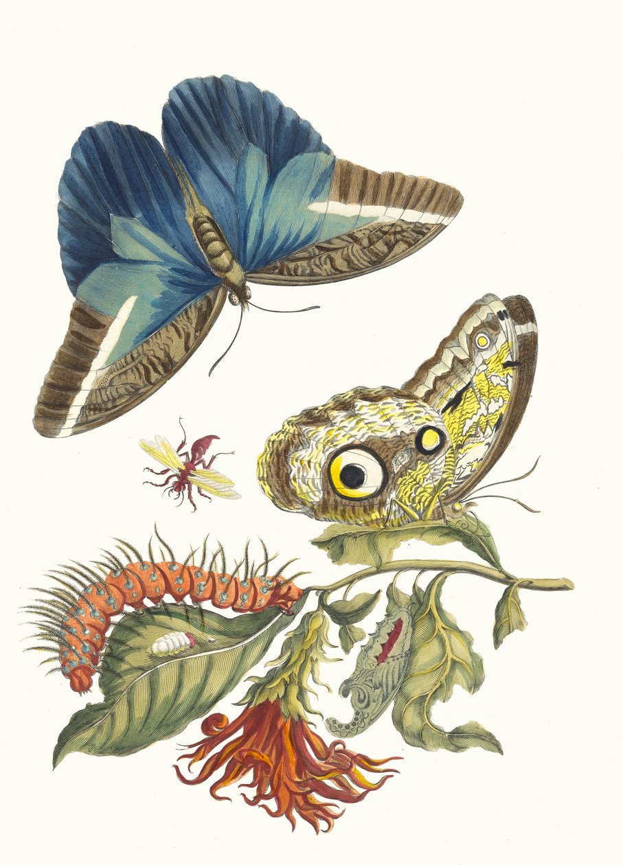 Pachystachys coccinea. Do livro Metamorphosis insectorum Surinamensium, 1705. de Maria Sibylla Merian