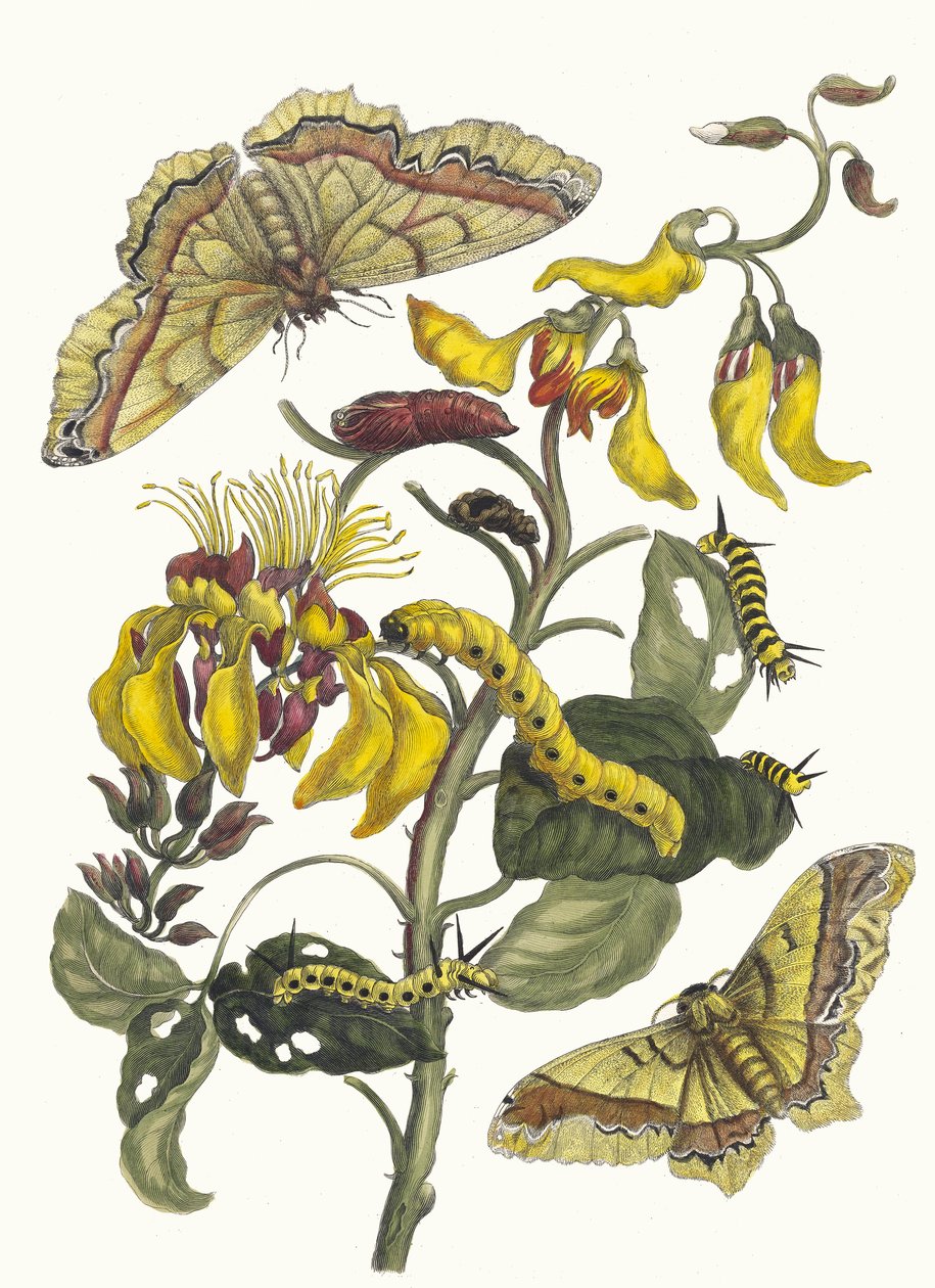 Pallisaden-boom. Do livro Metamorphosis insectorum Surinamensium, 1705. de Maria Sibylla Merian